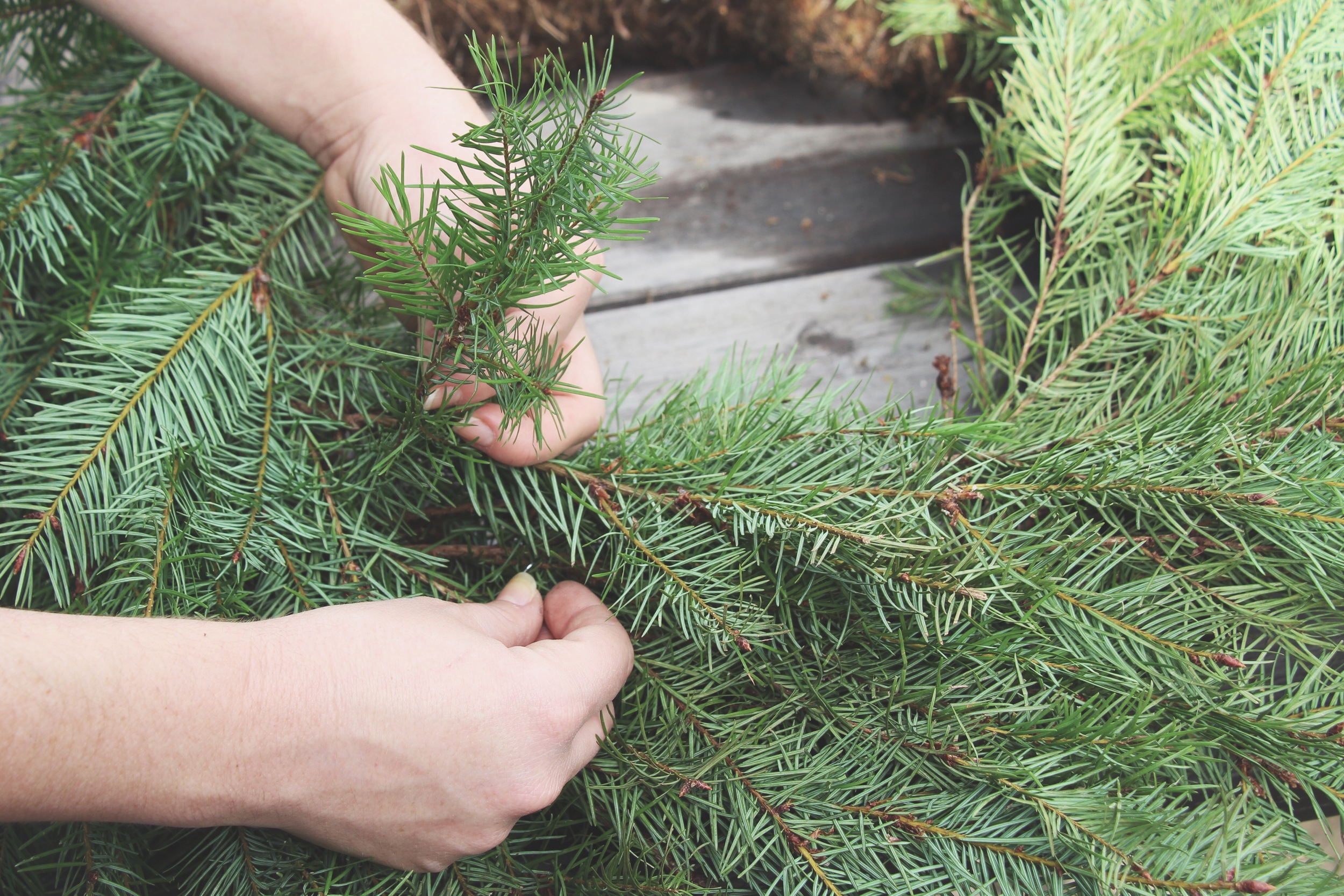 DIY Living Christmas Wreath with Succulents via Needles + Leaves